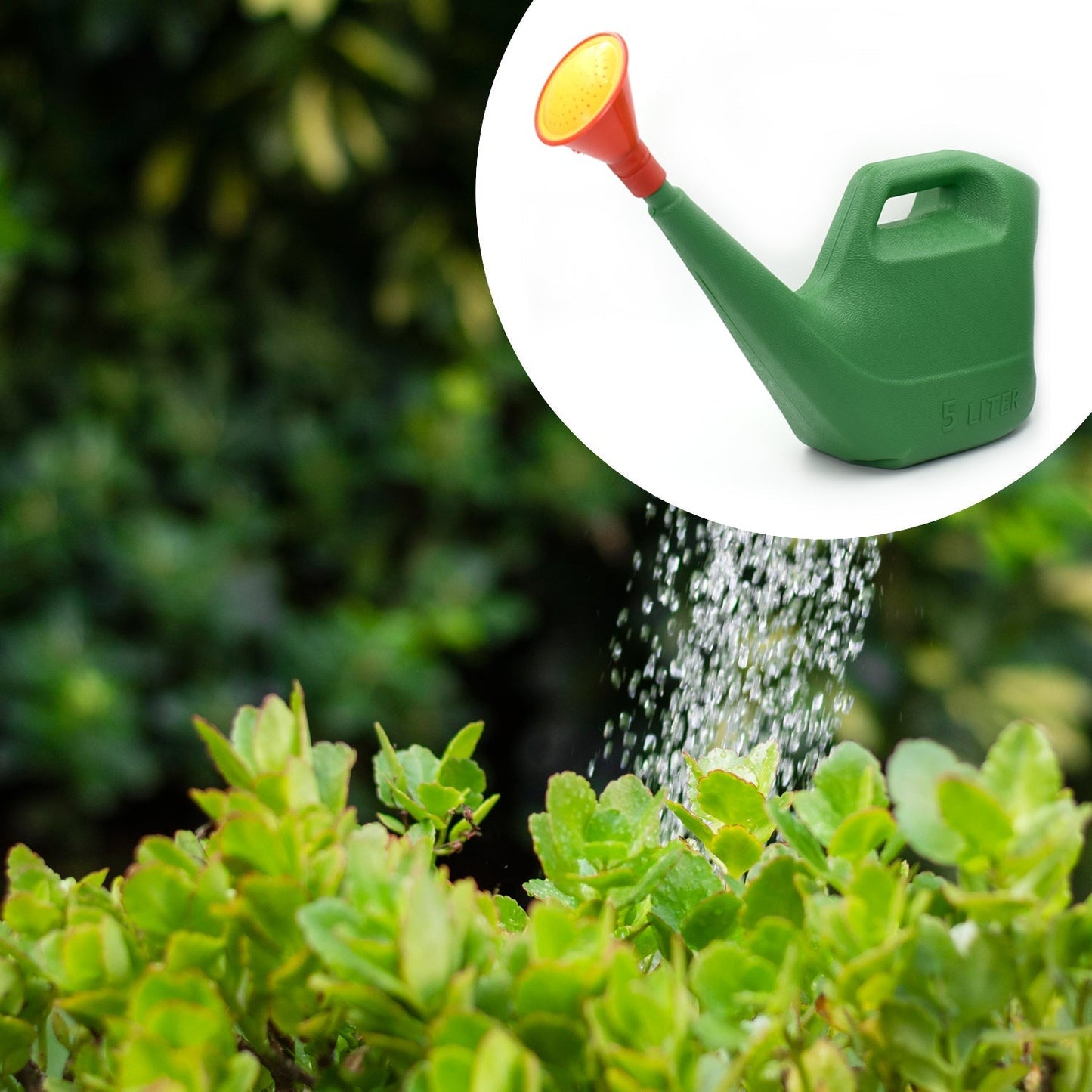 5-liter plastic watering can with a sprinkler attachment for gardening